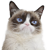 Grumpy Cat amassed a following on the internet with her permanent