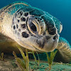 cturtle