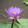 TheVedicObserver
