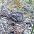 TAOnmYWQ0AU-channel-avatar-British Birds Nests