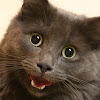 HAPPYcat Productions
