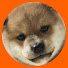 T43OwmY3ISk-channel-avatar-シヴァ犬こむぎっす-KOMUGI