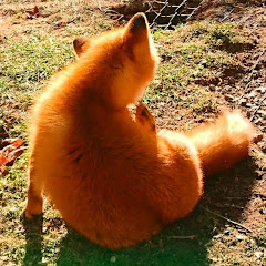 ジュプ