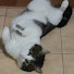 Котик Лаваш