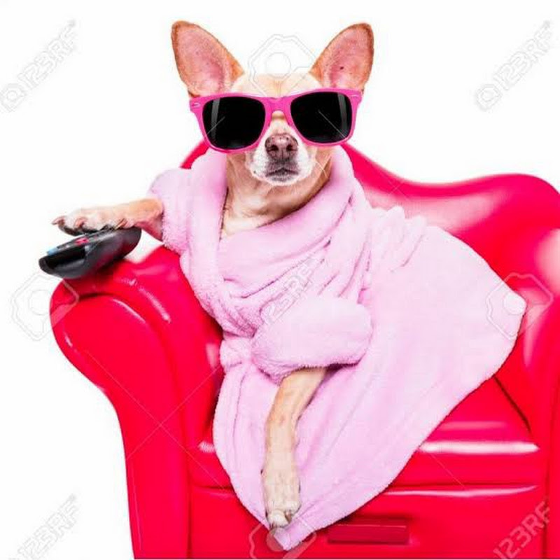 chihuahua TV