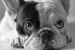 Frenchie Frenchies french bulldog