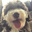 @Ilovemydolcethedoodle