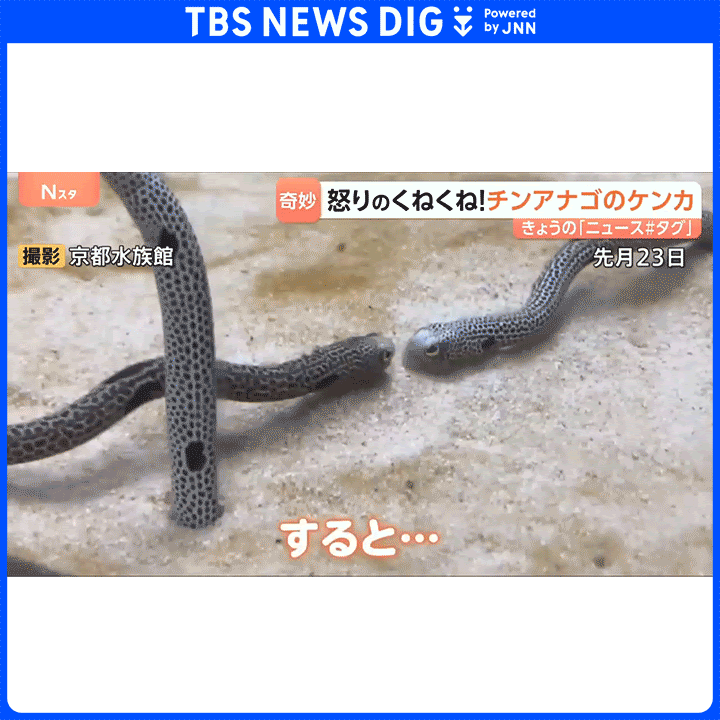 チンアナゴ Post from TBS NEWS DIG Powered by JNN - YouTube
