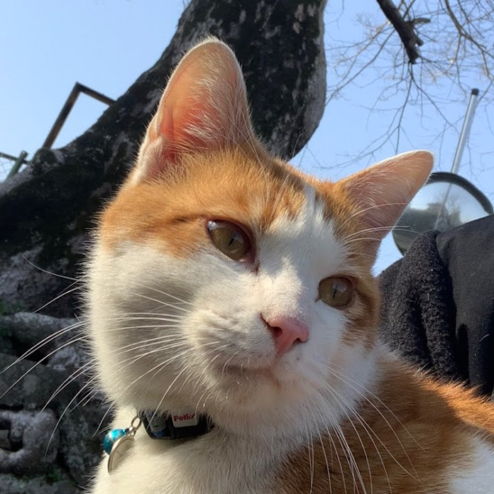 なおき よしひろ Net Worth & Earnings (2026)