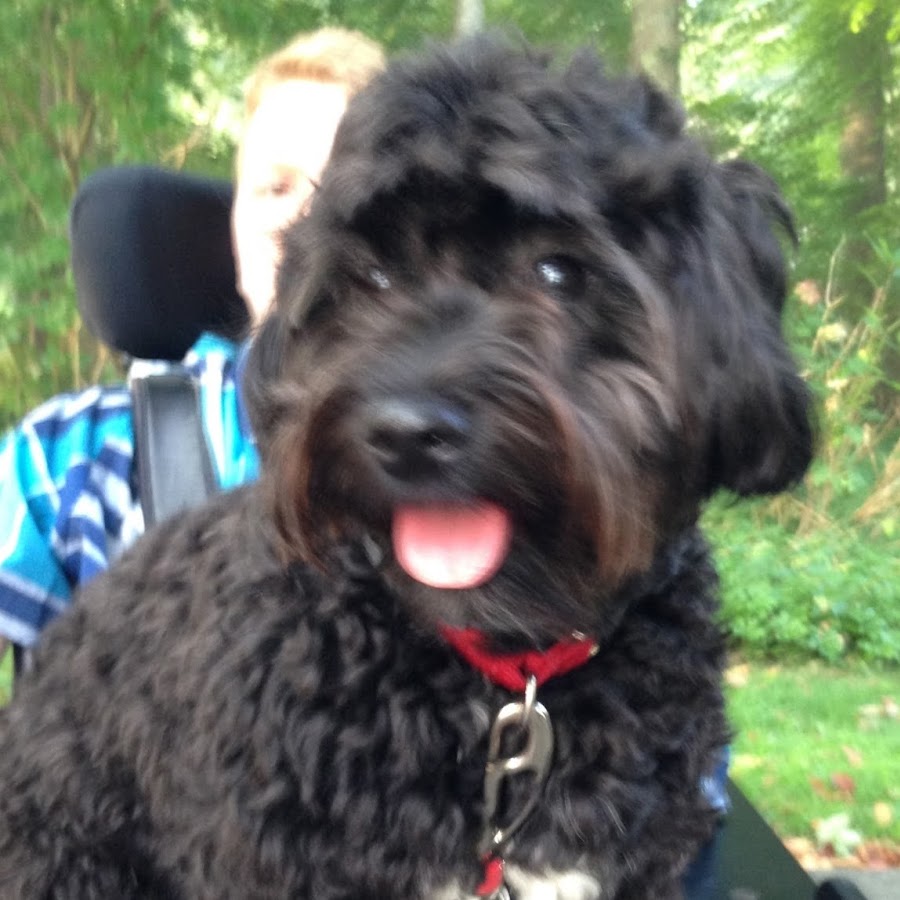 Henry, The Black Coton de Tulear YouTube