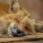 @Pandatv-plus