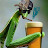 @Just-Some-Cool-PrayingMantis Avatar