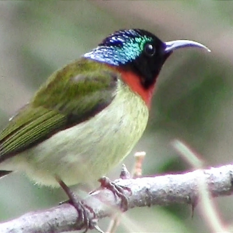 Percy's Wildlife and Tour