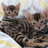 Bengal Cuties