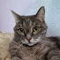 Котик Васька
