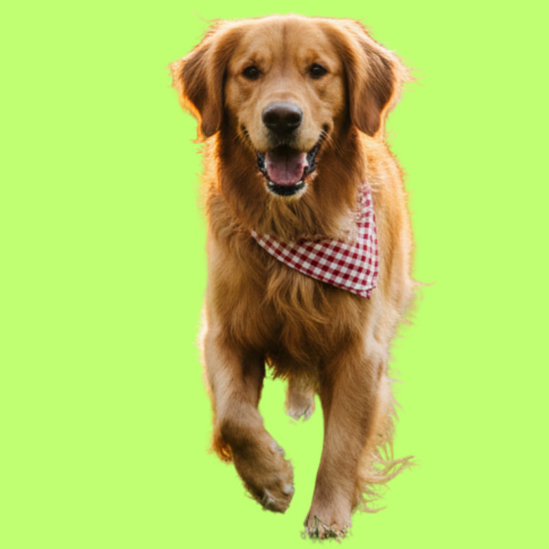 GOLDEN RETRIEVER CHANNEL