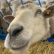 RJ Sheep Farm