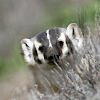 stealthbadger