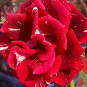 Organic Gardening Channel 