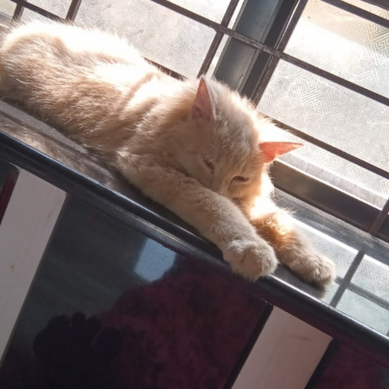 RAYZ