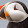 Unlisted Puffin