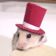 きょんくま ペット