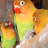 Larkana lovebirds 🐦 best parrots