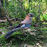 gqZSC4yprCY-channel-avatar-CatBirdsTV