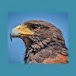 sagehawk hawk