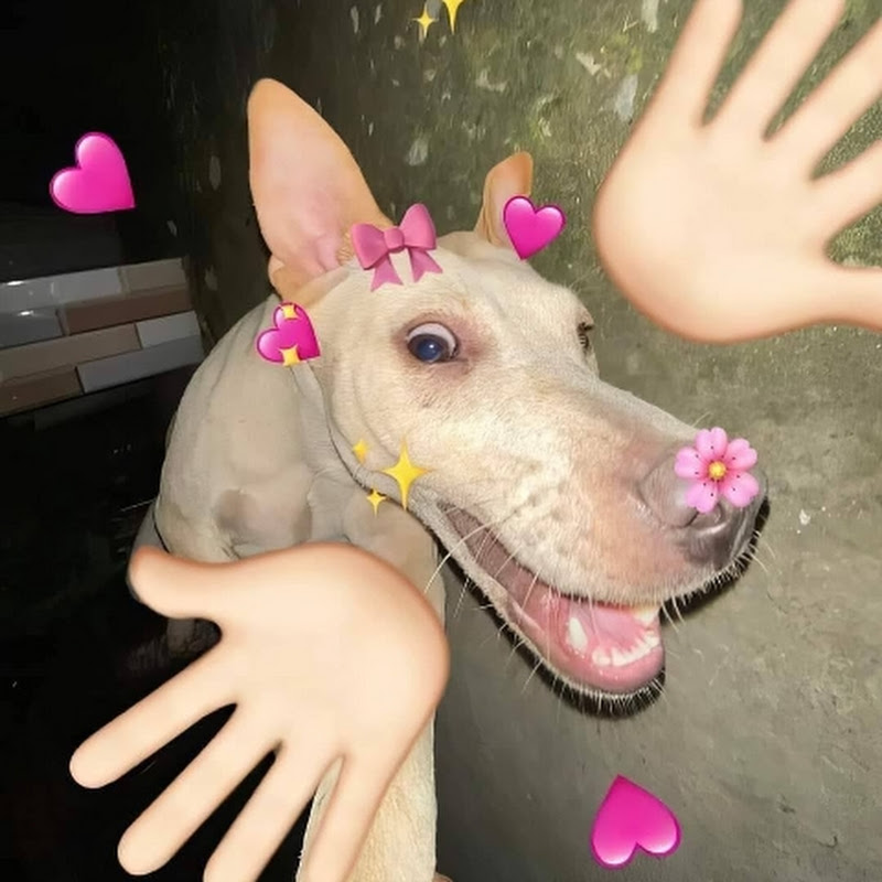 Funny Videos