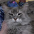 @korndogwithak2231 Avatar