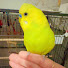 a80917Q5r5g-channel-avatar-Budgieslife 🦜🩷