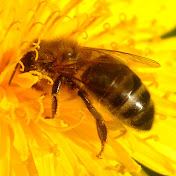 Nordbiene - Honey bees and nature