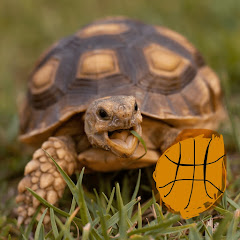 TurtleEdits