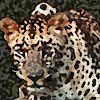 TheAnimalsWildCats