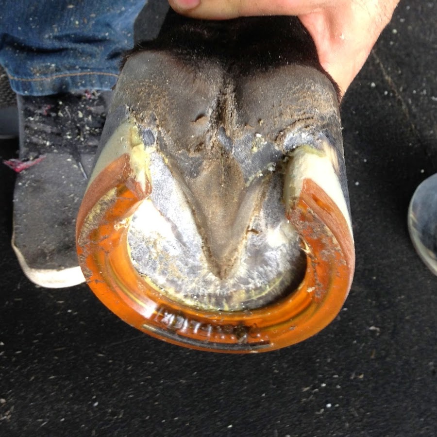 Polyflex Horseshoes YouTube