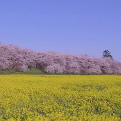 Surah Yasin by Ziyad Patel,Nassim Yaqub,Ahmed Al Ajmi,M 