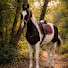 wttt4ZPZygc-channel-avatar-horse_vlog_MP_37