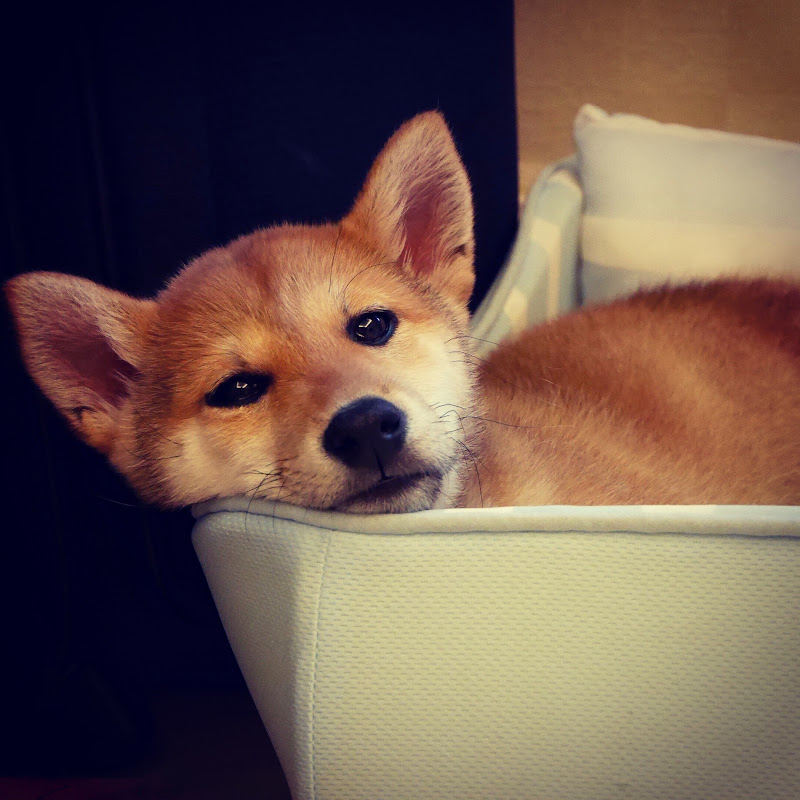 150.“中国如何跳出贫困陷阱”，现代化之路又会走向何方