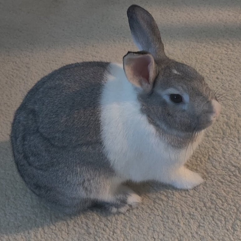 Clover - The Bunny