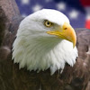 AvonLake EagleCam