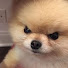 yanchik