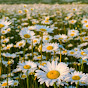 Daisy field - @Daisyfeild-e4v - Youtube