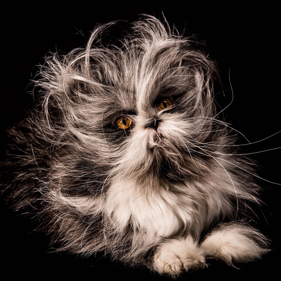 Atchoum the cat - YouTube