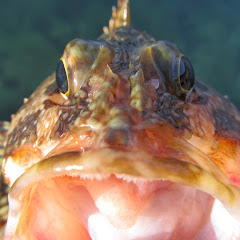 竜示のライトルアーフィッシングちゃんねる