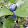 beurre bosc