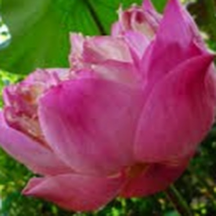 นายพิพัฒน์ แสวงการ Net Worth & Earnings (2026)