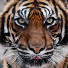 Wild Animals Planet