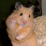 AnyaCake