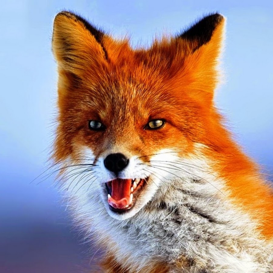 Ze French Fox YouTube